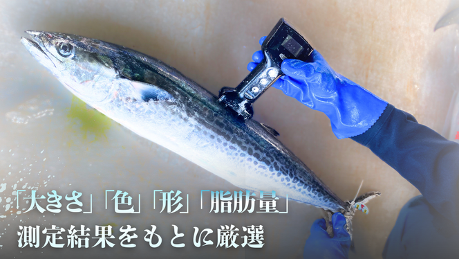 サワラ 一本釣 「特選船上活〆サワラ」 鰆 さわら 京都 宮津 海鮮 海産物 