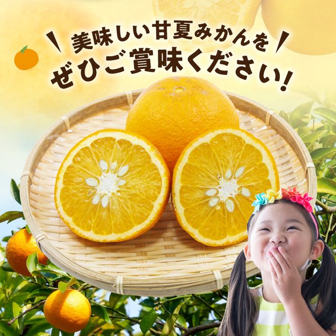 【2027年先行予約】【ご家庭用】【訳あり】紀州有田産　すっきり爽やか　甘夏みかん　８kg_G7362