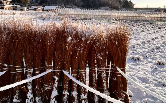 migiwa 飯行李～en～ / 伝統工芸品 行李編み 飯行李 楕円形 丸形 弁当箱 お弁当箱 ランチボックス 天然素材 高級 おしゃれ 和テイスト 行楽 登山 アウトドア ピクニック お出かけ 手作り ハンドメイド 日本製