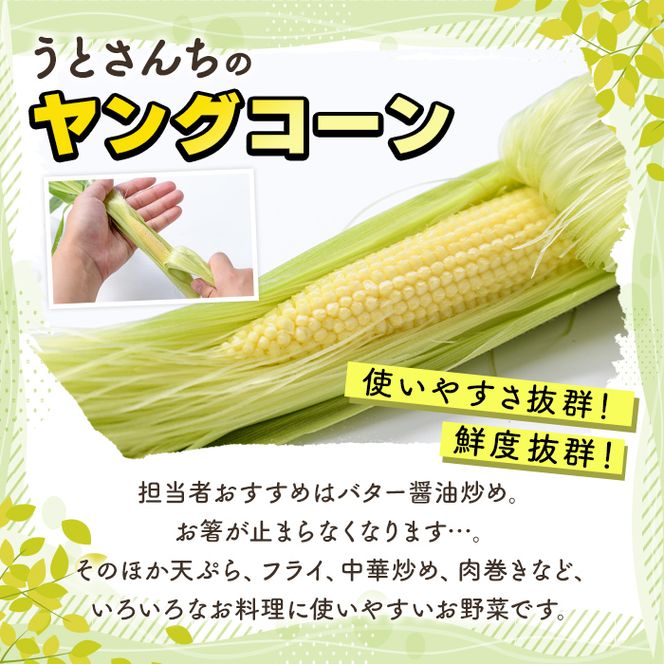 ヤングコーン (50本) 国産 野菜 ヤングコーン 鹿児島県産 阿久根市産 天ぷら フライ 中華炒め 肉巻き 【うとさんち】akn067-18