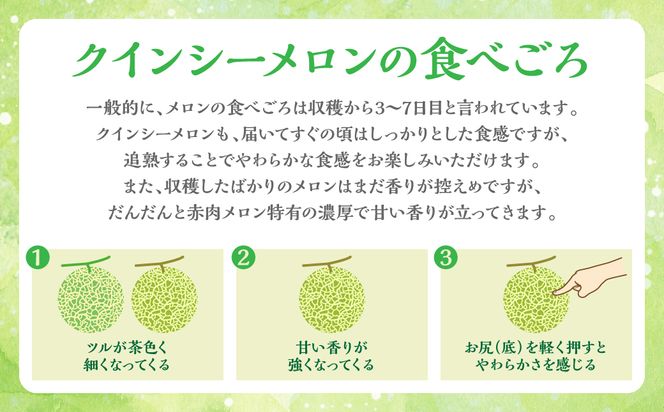 【先行予約】産地直送 クインシーメロン L～2Lサイズ 3～4玉 約5kg クインシー メロン めろん 赤肉メロン 赤肉 果物 くだもの フルーツ デザート 贈り物 国産 熊本県 八代市【2026年5月中旬より順次発送】