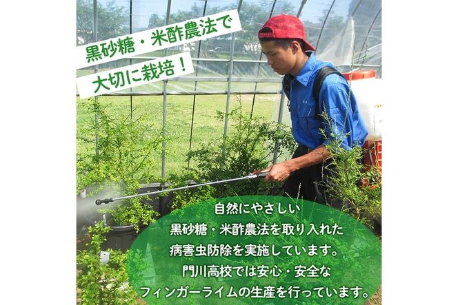 ＜先行予約受付中！2026年10月から順次発送予定＞＜数量限定・期間限定＞宮崎県門川町産フィンガーライム(160g) 柑橘 希少 ライム キャビアライム シトラス ミアローズ ティスティグリーン ピンクパール レッドスパークリング ダークレッド 高校生 高校【AU-2】【宮崎県立門川高等学校】