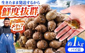 【先行予約】【2026年8月以降順次発送】豊前海産 バイ貝 1kg (20～35個前後)  《築上町》【明青丸】 バイガイ 貝 カイ[ABCB004]