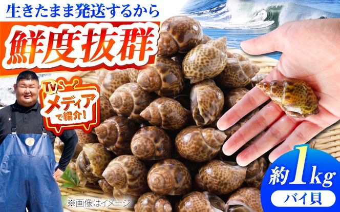 豊前海産 バイ貝 1kg (20～35個前後)  《築上町》【明青丸】 バイガイ 貝 カイ[ABCB004]