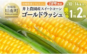 【令和9年発送】井上農園産スイートコーン(ゴールドラッシュ)【 トウモロコシ スィートコーン 2027年発送 先行予約 数量限定 期間限定 】 [B03901 B03902]