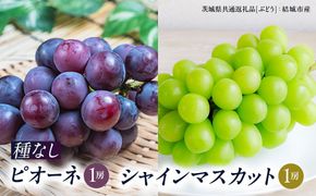 シャインマスカット と ピオーネ （各種1房ずつ） 【2026年8月より発送開始】（茨城県共通返礼品 [ぶどう]：結城市産） シャインマスカット マスカット ぶどう ブドウ 葡萄 ピオーネ 種なし 大粒 高糖度 ギフト 甘い 美味しい [BI312-NT]