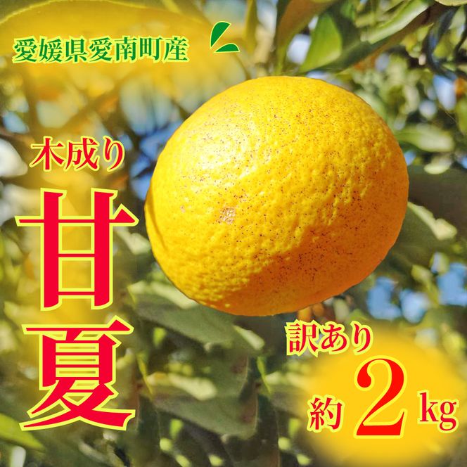 訳あり 甘夏 2kg 先行予約 柑橘 かんきつ 蜜柑 愛媛 みかん 温州 みかん あまなつ 国産 こくさん mikan 果物 くだもの フルーツ デザート ジュース 果実 果肉 果汁 甘い ジューシー おいしい 濃厚 産地 直送 産直 特産品 河内晩柑 愛媛県 愛南町 愛南町青果市場 