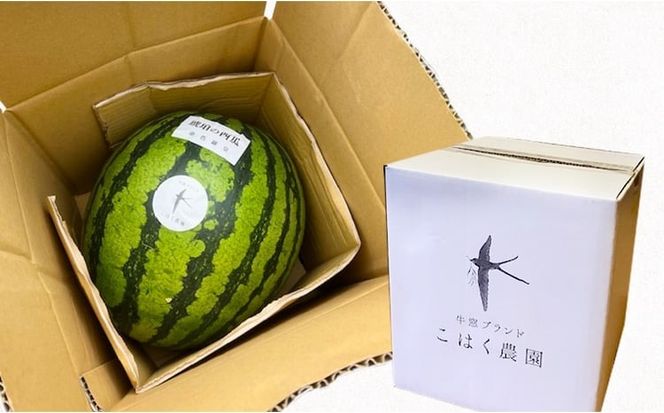 こはく農園 瀬戸内市牛窓産 琥珀の西瓜【金色羅皇品種使用】黄色 1玉(約7～9kg) スイカ 西瓜 フルーツ 国産 岡山 瀬戸内市 [№5735-3536]