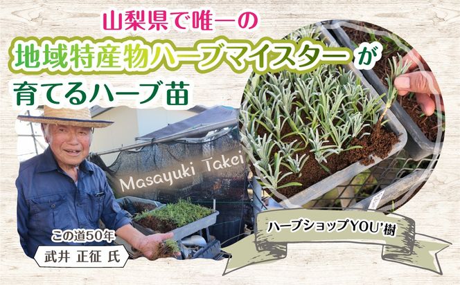 【ハーブショップYOU'樹】【おまかせセット】『ハーブとの出会いから約50年。山梨県唯一の「地域特産物ハーブマイスター」が育てるハーブ苗』オリーブの苗セット 4号鉢 2本 SWBE001