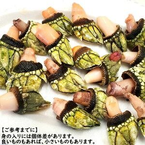 【ふるさと納税】亀の手 大サイズ 500g×2袋 合計1kg カメノテ かめのて ペルセベス 珍味 希少 味噌汁 みそ汁 吸い物 お吸い物 酒蒸し 塩茹で 説明書き付き 海鮮 冷凍 お取り寄せ【配送不可地域：離島】【1411902】兵庫県 新温泉町 送料無料