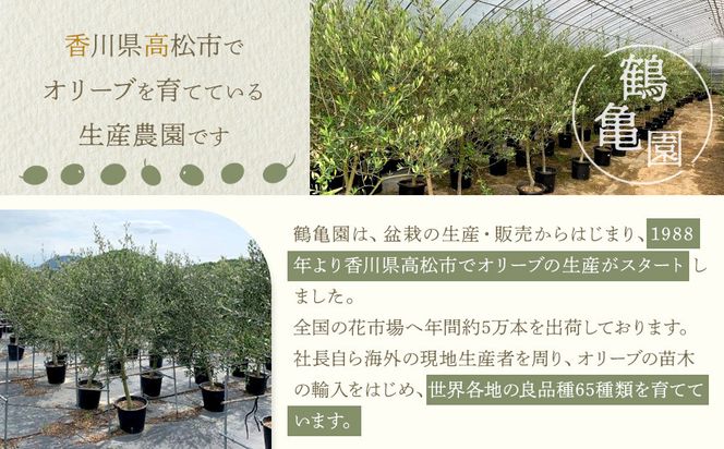 オリーブの木　XSサイズ　高さ80～100cm 372013_KB004