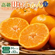 【2026年先行予約】「高級 田村みかん」 青秀 約10kg Mサイズ 和歌山県有田産 有田みかん_U6245