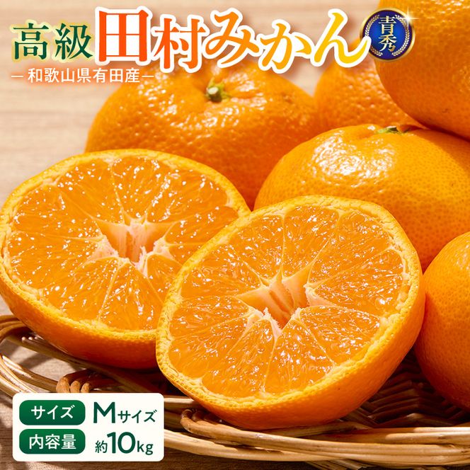 【2026年先行予約】「高級 田村みかん」 青秀 約10kg Mサイズ 和歌山県有田産 有田みかん_U6245