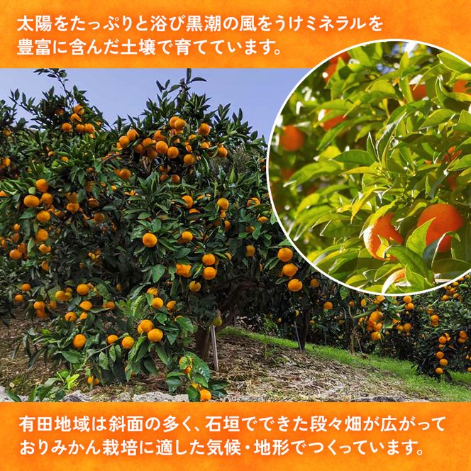 【先行予約】【ご家庭用】和歌山有田みかん約5kg(M、Lサイズ)【美浜町】