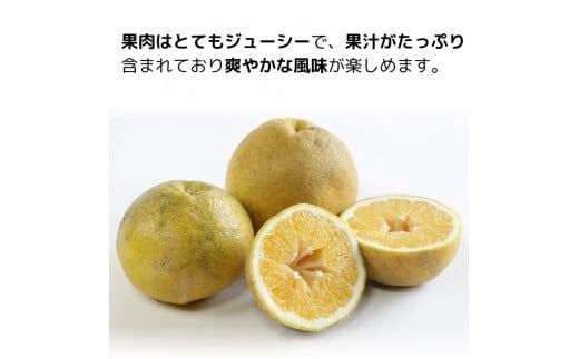 訳あり 愛南ゴールド ( 河内晩柑 ) 2kg みかん 蜜柑 河内晩柑 和製 グレープフルーツ お試し量 傷 不揃い 規格外 常温 愛媛県 愛南町青果市場 発送: 4月上旬～なくなり次第終了