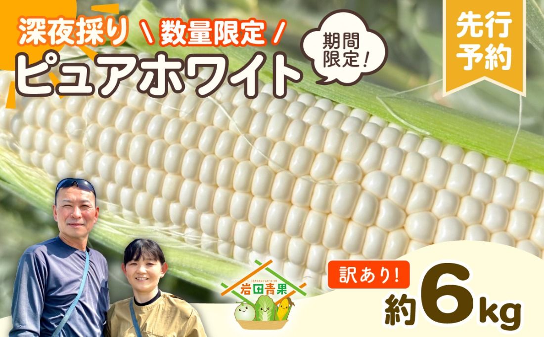 [先行予約 2026年6月下旬以降発送 ][ 令和8年産 ][数量限定][訳あり] 深夜採り 朝出荷 白い とうもろこし ピュアホワイト 約6kg トウモロコシ コーン 旬 BBQ バーベキュー 夏野菜 甘い 期間限定 ふるさと納税 6000円 [AX056ya]