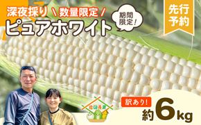 【先行予約 2026年6月下旬以降発送 】【 令和8年産 】【数量限定】【訳あり】 深夜採り 朝出荷 白い とうもろこし ピュアホワイト 約6kg トウモロコシ コーン 旬 BBQ バーベキュー 夏野菜 甘い 期間限定 ふるさと納税 6000円 [AX056ya]