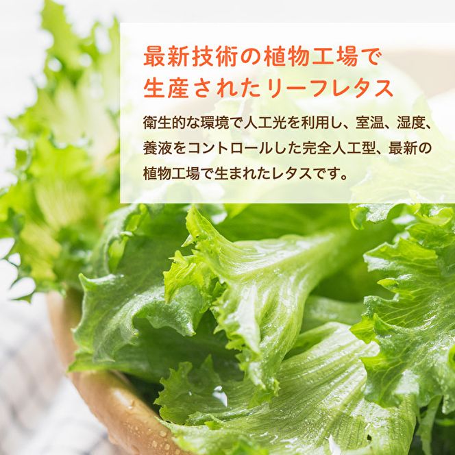 最新植物工場 レタス ピュアリーフ 6個入[ 栽培期間中農薬不使用 新鮮 長持ち 栄養 健康 衛生的 安全 安心 低雑菌 年内受付 ] 野菜