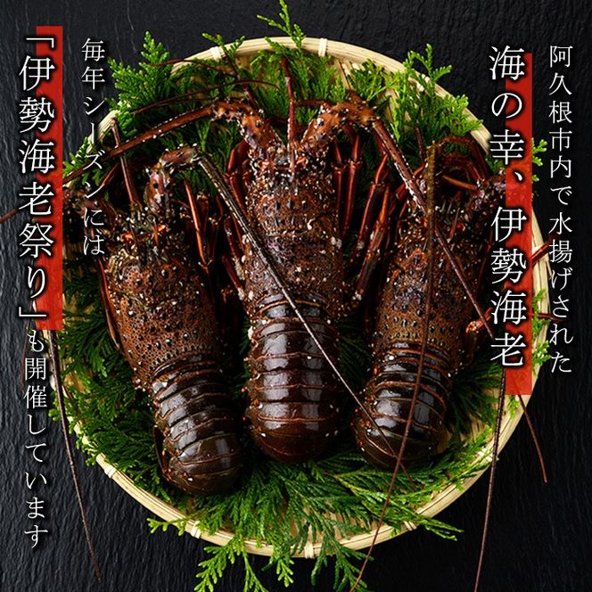 伊勢海老(約1kg) 国産 阿久根市 伊勢海老 海老 エビ えび イセエビ 海鮮 海産物 海の幸 刺身 新鮮 急速冷凍【松永青果】akn053-36
