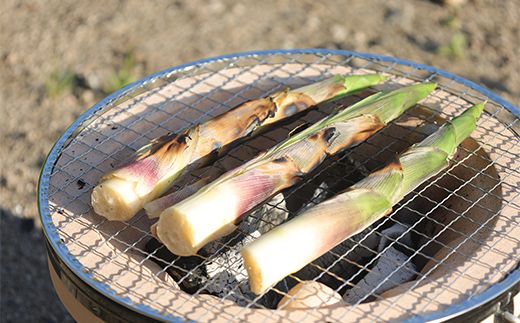 FYN6-572 ≪2027年先行予約≫山形県産 天然 月山筍 1kg(15~20本) 2027年5月下旬から順次発送 山菜 さんさい 筍 たけのこ 細筍 野菜 贈答 贈り物 ギフト プレゼント 自宅 家庭 期間限定 数量限定 山形県 西川町 月山