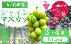【2026年9月～発送】ぶどう シャインマスカット + おまかせ2種 約1.5kg（3?4房）山ノ内町産 ブドウ 葡萄 マスカット