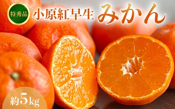 【2026年11月中旬より順次発送】【特秀品】みかん 小原紅早生 約5kg 真っ赤なみかん 小原紅早生みかん 甘い ミカン 蜜柑 フルーツ 果物 くだもの 柑橘 柑橘類 デザート 旬 産地直送 冬の味覚 旬の果物 旬のフルーツ お取り寄せ 取り寄せ