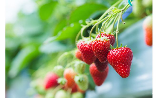 こだわり栽培 いちご おいCベリー 約1kg（約250g×4パック）【2026年1月下旬～2026年4月末までお届け】 232238_DS002