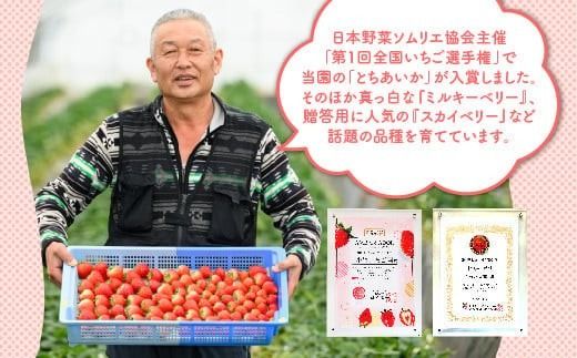 【先行予約】いちご とちあいかセット 270g×2パック（540g）｜いちご イチゴ 苺 先行予約 栃木県 果物 くだもの フルーツ とちあいか 新鮮 贈答 ギフト ※2027年1月～発送