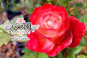 花巻温泉バラ園 オリジナル品種「ハートローズ95」大苗<2026年3月より随時発送> 【2049】