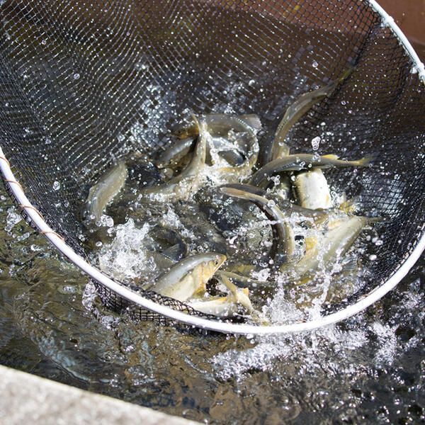 【先行予約】2026年7月上旬より発送開始　若鮎(生鮎)3.1㎏【冷蔵】 N070-YC230_1