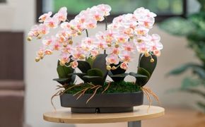 ArtificialFlower『NAGOMI』　光触媒胡蝶蘭「雅(みやび)」【選べるカラー】白黄／白赤／絞りピンク  F-142