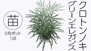 クロトンノキ グリーンエレガンス 5号ポット 1点 家庭 で 園芸 鉢植え 苗 庭木 果樹 ガーデニング 植物 確実園  [BG019us]