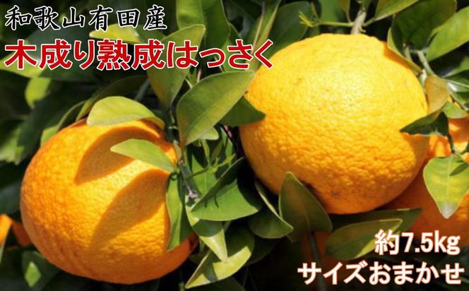 こだわりの和歌山有田産木成り熟成さつき八朔約7.5Kg(M～２Lサイズおまかせ) ★2026年3月下旬頃より順次発送 BZ039