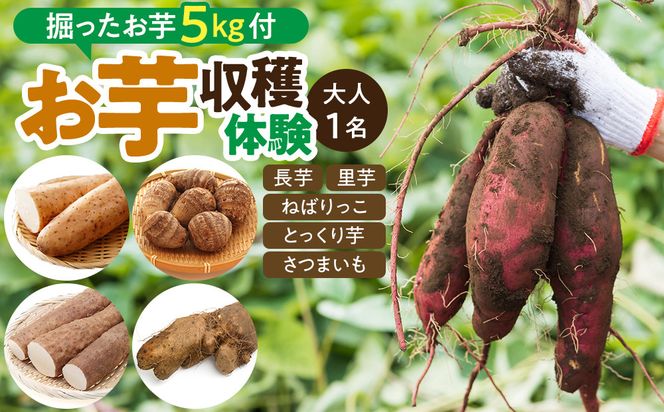 1284.【要予約 大人1名様用】北栄町 お芋収穫体験　長芋・ねばりっこ・とっくり芋・里芋・さつまいも　掘ったお芋5kg付き 313726_BW021