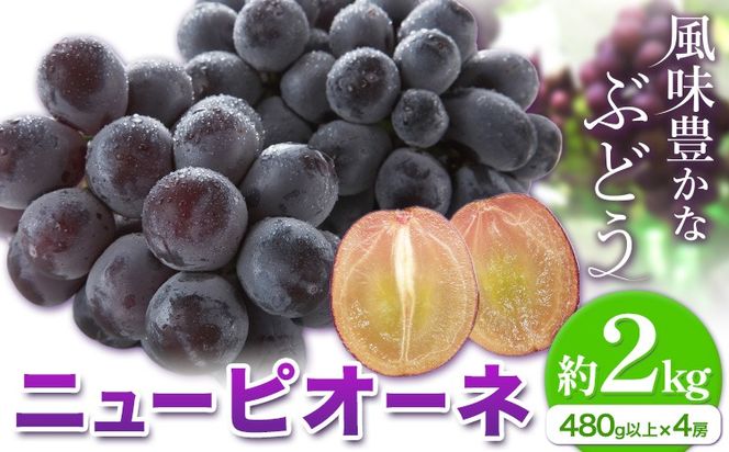 yR}szy2026Ns\zj[sI[l 1[480gȏ 2kg 4[ ЎRs2026N8{-10{oׁtR }s Ԃǂ t[c { ʕ Y RY  yzsn悠z---Y-25---