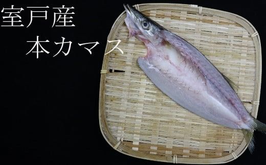 骨抜き本かますフィーレ