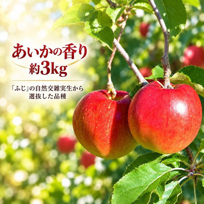りんご 令和8年11月中旬発送 幻のりんご あいかの香り 約3キロ 信州が生んだ希少なりんごです（りんご・リンゴ・林檎）【012-93】