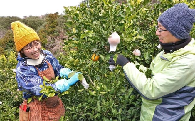 【先行予約】【家庭用】温州みかん 5kg ※北海道・沖縄・離島への配送不可 （2026年11月15日より順次発送予定） IKTAT003 