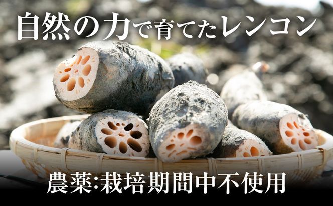 ＼毎年8月中旬より順次発送／  レンコンSEIMEI 5kg レンコン 蓮根 根菜 野菜/株式会社水谷グルッポ [AEBX002]