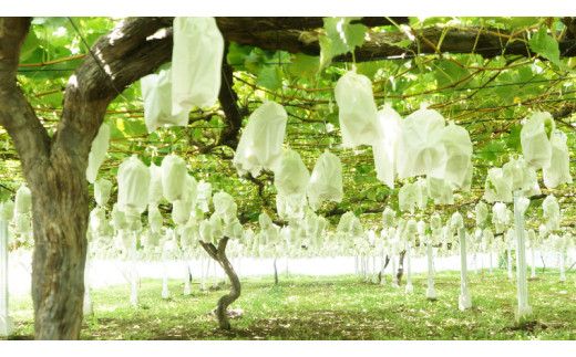 《 先行予約 》 シャインマスカット 2～3房 ( 約 1.5kg )  贈答用 【2026年8月下旬頃発送開始】 ( 共通返礼品：下妻市 )フルーツ 果物 マスカット ぶどう 葡萄 ブドウ 旬 国産 産地直送 化粧箱 ギフト 【石﨑ぶどう園】 [DT002us]