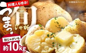 じゃがいも 約10kg 馬鈴薯 秋じゃが / ジャガイモ ばれいしょ 野菜 やさい 芋 / 南島原市 / 株式会社松尾青果[SGU004]