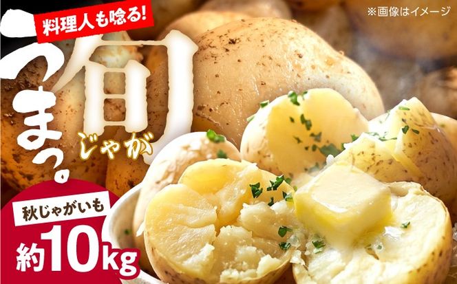 じゃがいも 約10kg 馬鈴薯 秋じゃが / ジャガイモ ばれいしょ 野菜 やさい 芋 / 南島原市 / 株式会社松尾青果[SGU004]
