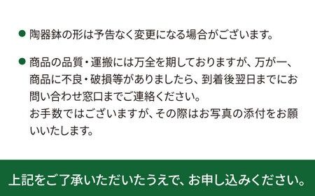 グリーンとホワイトのコントラストが美しい『 フィロデンドロン ・ バーキン 』 糸島市 / cocoha 観葉植物 [AWB032]