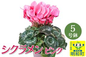 シクラメン（ピンク） 5号鉢 長持ち 育て方が簡単 冬の花 ＜期間限定＞|10_sen-020101