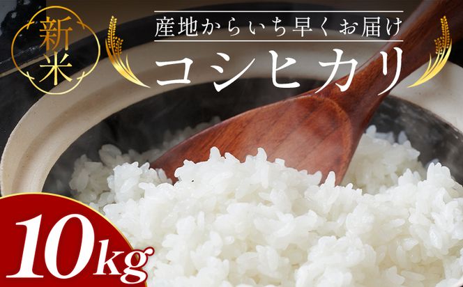新米コシヒカリ 10kg - 新米 お米 おこめ 国産 米 精米 ひのひかり ごはん 白米 ご飯 おにぎり おむすび 料理 調理 防災 非常食 備蓄 高知県 香南市 常温 at-0057