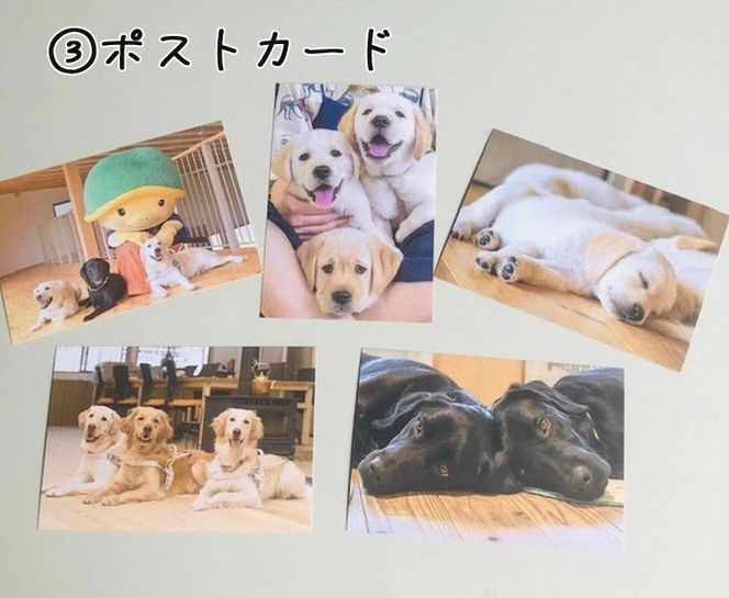 【返礼品相当額で盲導犬の育成を支援】支援額3,000円(記念品あり)エコバッグなど盲導犬協会オリジナルグッズ進呈[行きたい場所に安心していける社会に…]