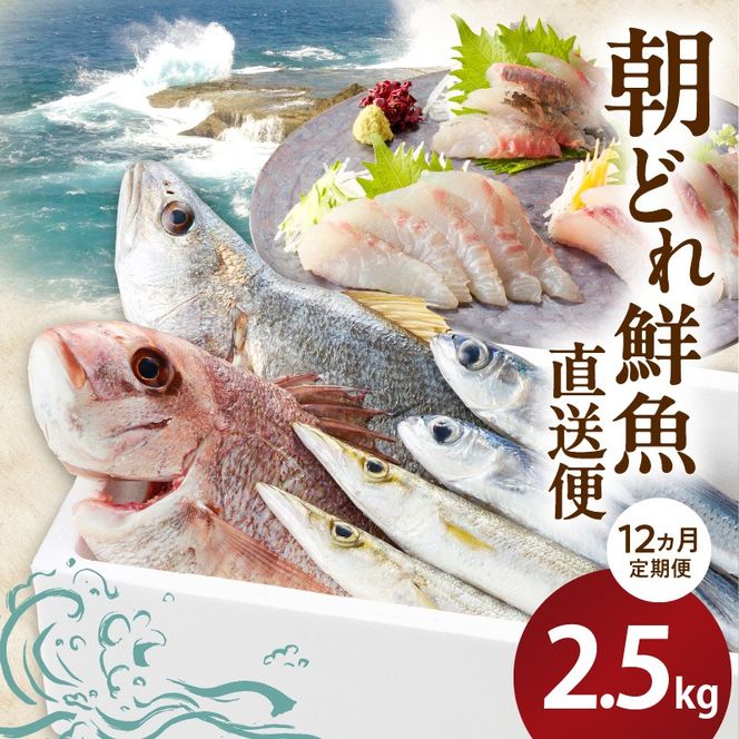 【12ヶ月定期便】大和海商の朝どれ鮮魚直送定期便　2.5kg N072-YZG0141