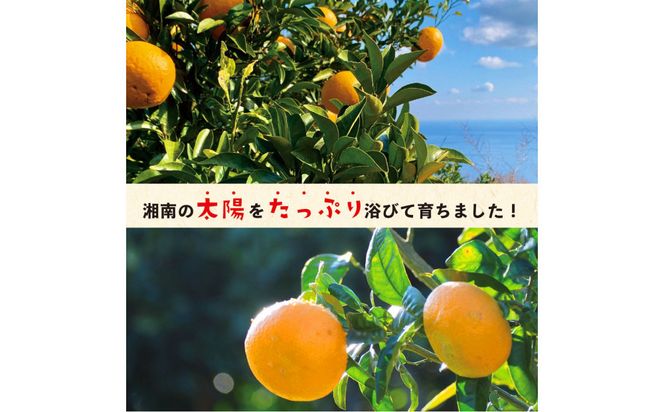 無添加ドライフルーツ(みかん)17g×2袋入【 神奈川県小田原市 】 142069_HU001