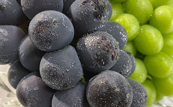 ぶどう 2026年 先行予約 農家こだわりの シャイン マスカット ＆ ニュー ピオーネ 2房 合計約1.2kg 贈答クラス 葡萄 岡山県産 国産 フルーツ 果物 ギフト 【 Nini farm 農家 直送 】 [№5735-1945]