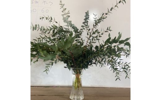 ユーカリ、アカシアのブーケ 12本セット ※2026年10月上旬～11月下旬頃に順次発送予定 ※離島への配送不可